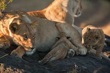 Fototapeta na wymiar Lions in the Maasai Mara, Kenya