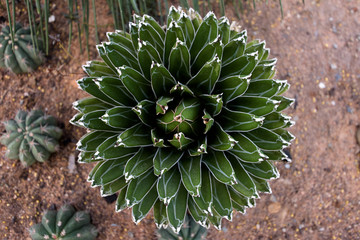 Cactus garden. Top view of different types of cacti