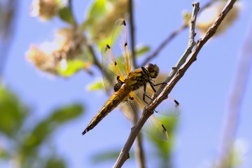 Four-spotted Chaser, Libellula quadrimaculata, dragonfly on a plant stem in the morning sun.