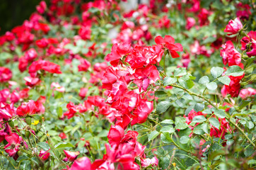 natural flowers close up within the spanish parks