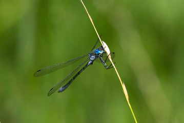A Scarce Emerald Damselfly, Lestes dryas, in the summer sun. 