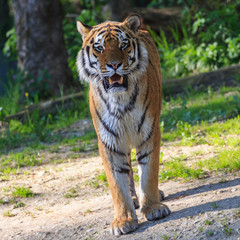 Löwe Zoo frontal