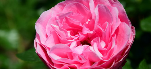 Rosen - Rosenbusch - Kletterrosen im Bauerngarten in der Farbe Rosa