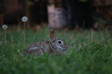 rabbit in the grass