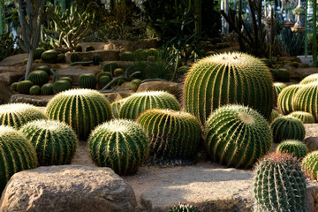 Fototapeta na wymiar Cactus garden. Different types of cacti