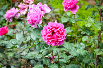natural flowers close up within the spanish parks