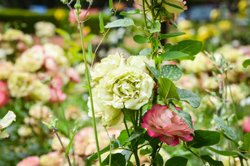 natural flowers close up within the spanish parks