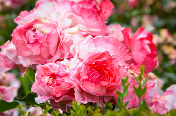 natural flowers close up within the spanish parks
