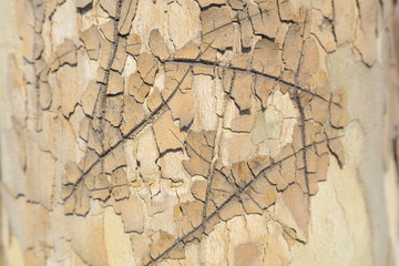 Fototapeta premium Platanus orientalis bark