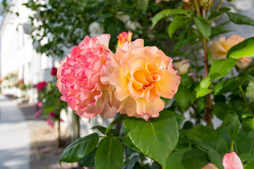 gelb-oranges Rosenbäumchen am Circus, Rosenstadt Putbus, Rügen