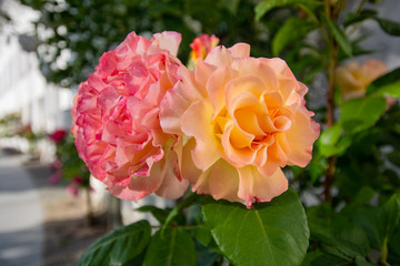 gelb-oranges Rosenbäumchen am Circus, Rosenstadt Putbus, Rügen