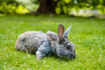 cute grey rabbit laying on green grassy ground focus on eating 