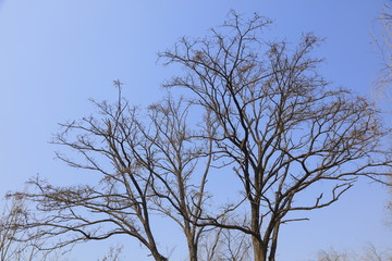 Dry branches