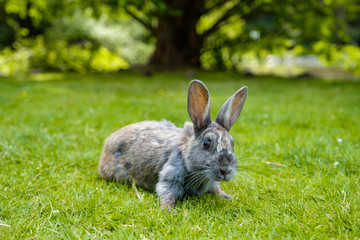 cute grey rabbit laying on green grassy ground in the park staring at you