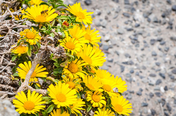 natural flowers close up within the spanish parks