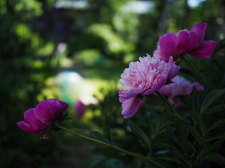 pink flowers peonies