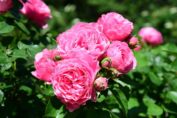 Rosenbusch - Kletterrosen - Rosen im Bauerngarten