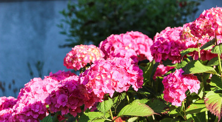 Pink Hydrangea (Hydrangea macrophylla) flowers are blooming in spring and summer in the garden. Beautiful flowers. Beauty in nature. Soft focus, noise added.