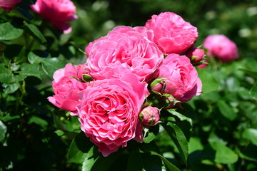 Rosen - Rosenbusch in der Farbe Rosa - Kletterrosen im Garten