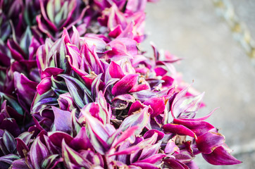 natural flowers close up within the spanish parks