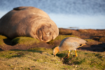 elephant seal on sea lion island, falkland islands nature reserve in the setting sun