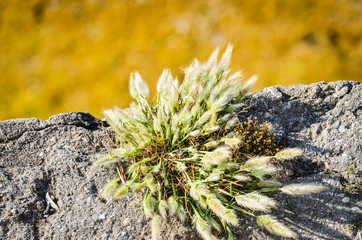 natural flowers close up within the spanish parks