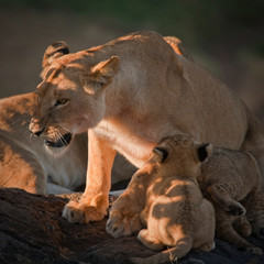Lions in the Maasai Mara, Kenya