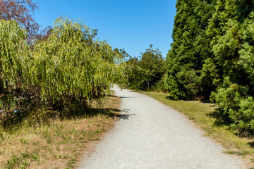 Fototapeta na wymiar a well paved path by the river bank with willow tress and pine trees on both sides on a sunny day