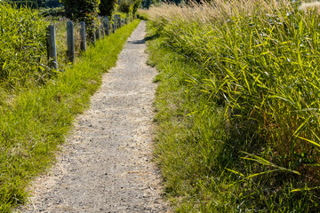 a paved road between tall green grasses on a sunny day on the countryside with wooden fence on the one side