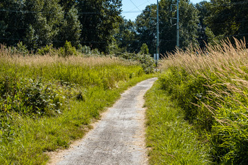 Fototapeta premium a paved path on the countryside under the sun with electric poles, green grasses and trees on the surrounding