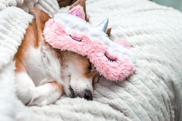 Red cute dog sleeping on a white plaid in a pink mask for sleeping. Close-up. Portrait. Concept weekend