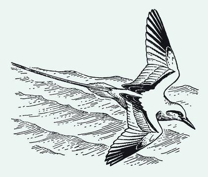 Red-tailed tropicbird phaethon rubricauda flying over wavy sea. Illustration after antique engraving from early 20c.