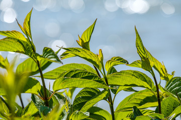 plants by the river bank with big green leaves back lit by the sun with background filled with bokeh of light reflected from the water surface