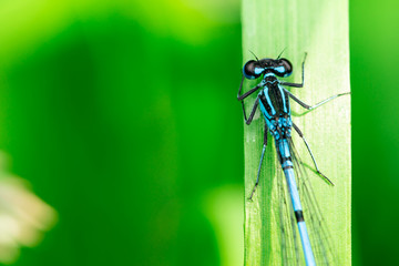 Damselfly sitting on a leaf, Macro photo, close up, blue, insect, Arthropoda, Insecta, Odonata, Zygoptera