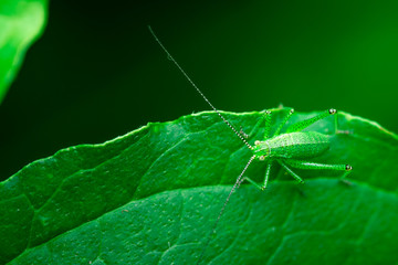 Green grasshopper is sitting on a leaf, Great green bush-cricket, Orthoptera, Arthropoda