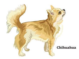 Colored decorative standing portrait of  Longhaired Chihuahua vector illustration