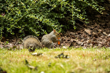 one cute brown squirrel eating some orange fruit it found in the park near the bushes.