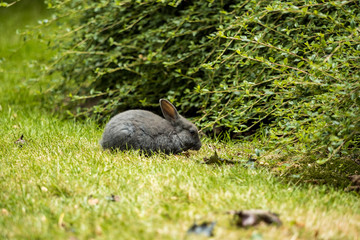 one grey rabbit eating grasses near the bushes inside park