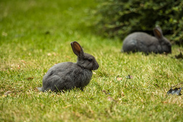 one grey rabbit sitting on green grassy ground while another hiding near the bushes in the park