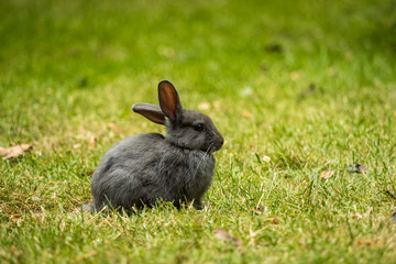 close portrait of a grey rabbit sitting on green grass field in the park