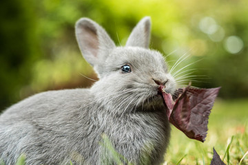 close up of a cute grey bunny holding a big piece of red leaf in its mouth with blurry green background in the park