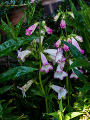 OLYMPUS DIGITAL CAMERA - BELL SHAPE