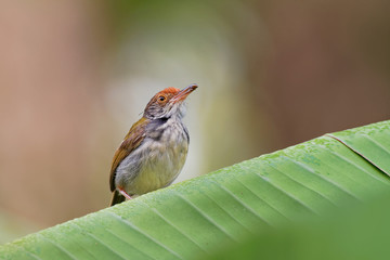 Common Tailorbird  - Orthotomus sutorius  bird in the family Cisticolidae. It is found in Brunei, Indonesia, Malaysia, Myanmar, the Philippines, Singapore, and Thailand, Vietnam