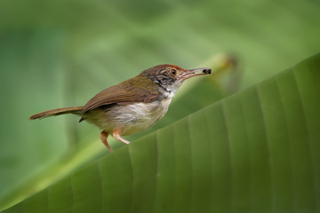 Common Tailorbird  - Orthotomus sutorius  bird in the family Cisticolidae. It is found in Brunei, Indonesia, Malaysia, Myanmar, the Philippines, Singapore, and Thailand, Vietnam