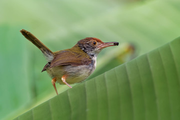 Common Tailorbird  - Orthotomus sutorius  bird in the family Cisticolidae. It is found in Brunei, Indonesia, Malaysia, Myanmar, the Philippines, Singapore, and Thailand, Vietnam