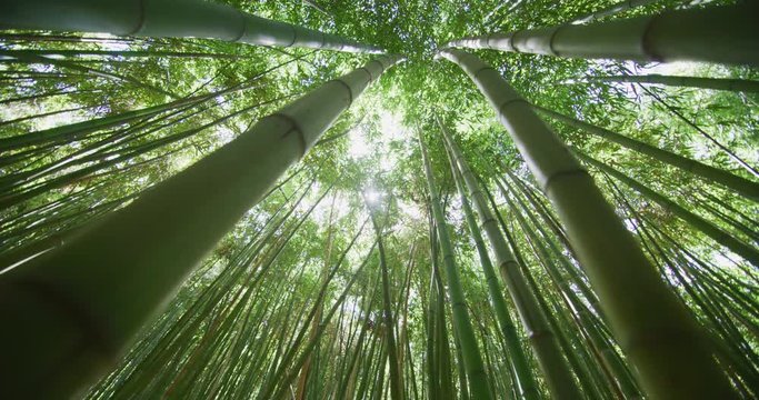 Top view of scenic bamboo forest used as renewable sustainable energy resource and different  types of eco -friendly green products.