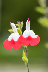 close up of two baby sage flowers with half red petals and blurry green background blooming in the garden