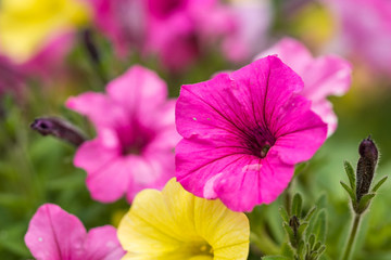 pansy with various colours blooming in the garden 