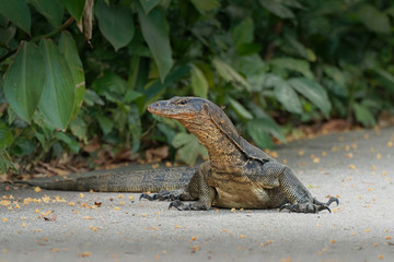 Asian water monitor - Varanus salvator also common water monitor, large varanid lizard native to South and Southeast Asia (kabaragoya, two-banded monitor, rice lizard, ring lizard, plain lizard