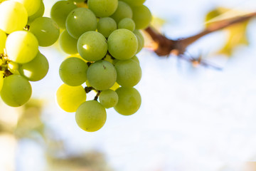 Bunches of green grapes from Vineyard. Grape harvest.